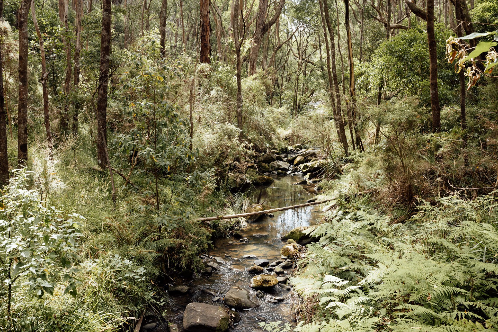 Micro wedding ceremony at Stony Creek waterfall, Lorne